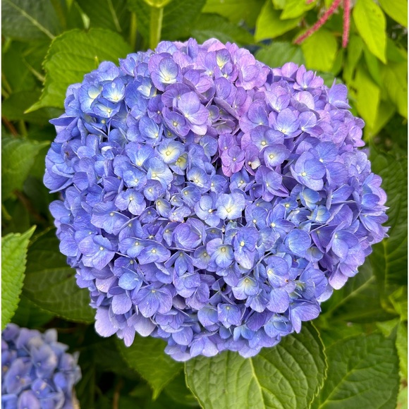 Meet your Posher - Picture 5 of 9